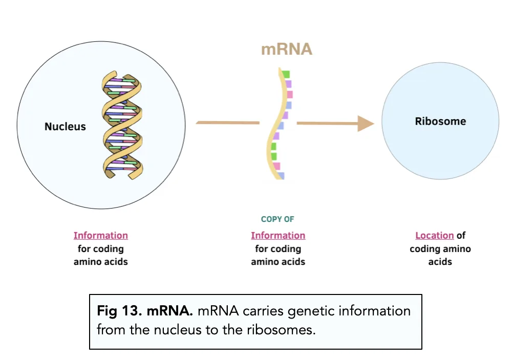 Messenger Rna A Level Biology Study Mind