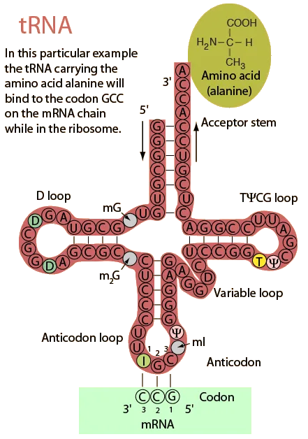 Messenger Rna Transfer Rna