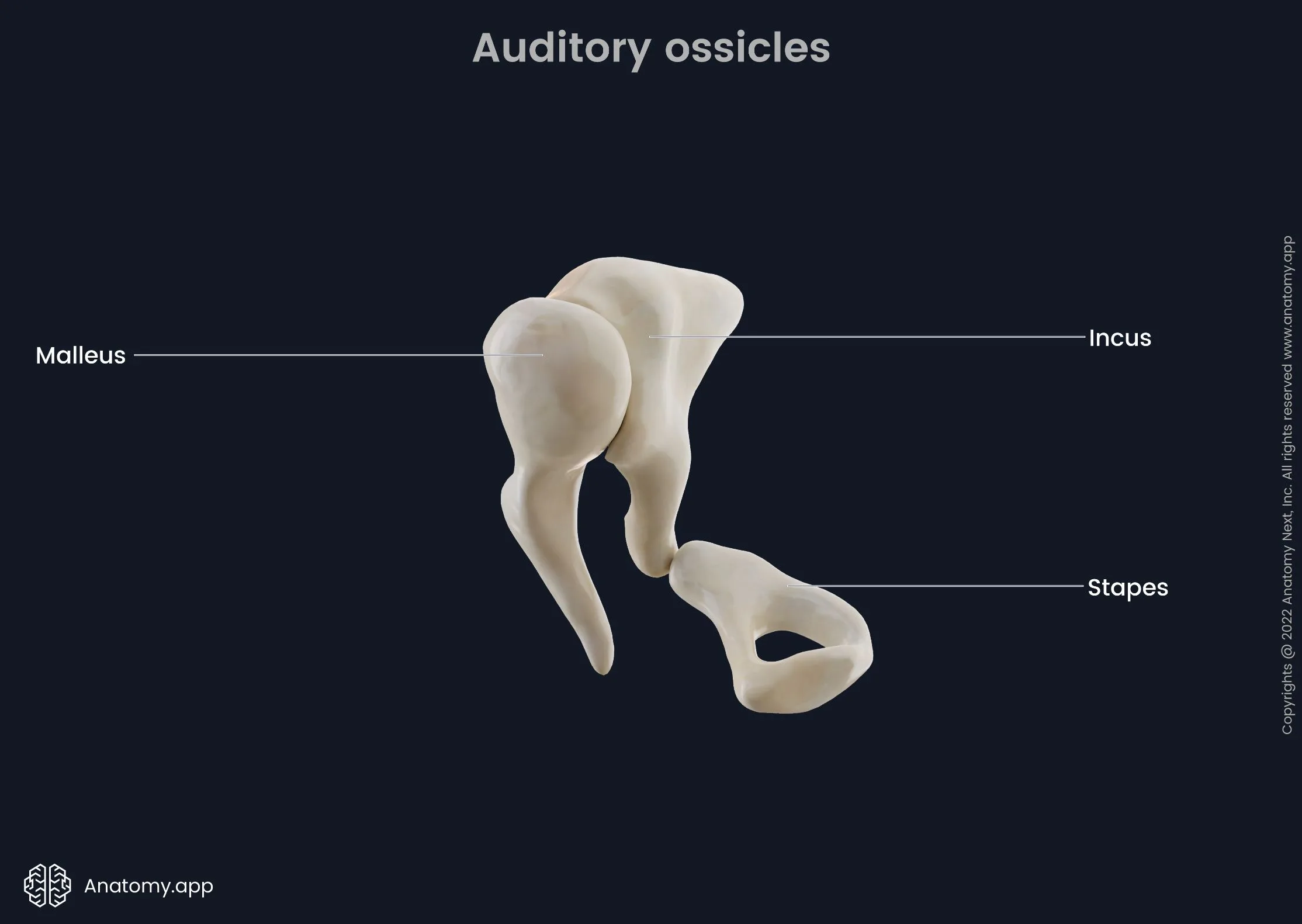 Middle Ear Ossicles