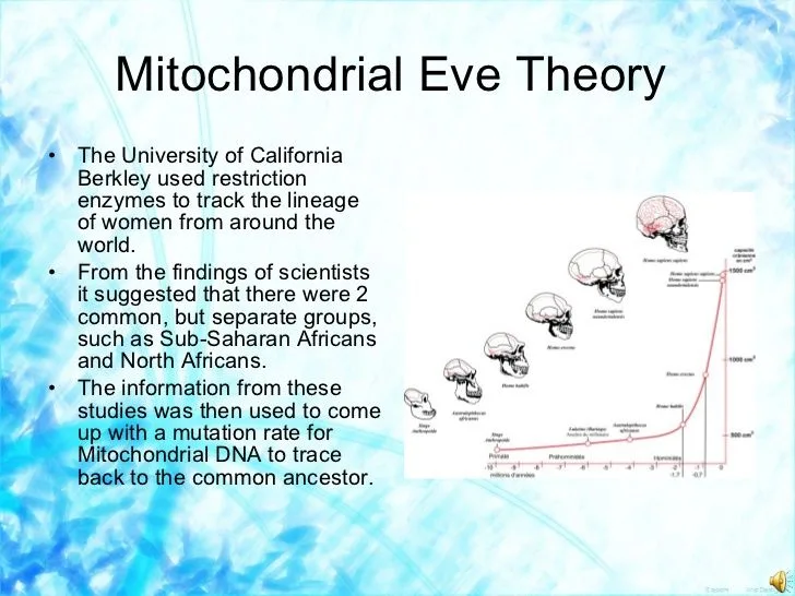 Mitochondrial Eve Mitochondrial Eve Theory Ul Li The University Of California Berkley The