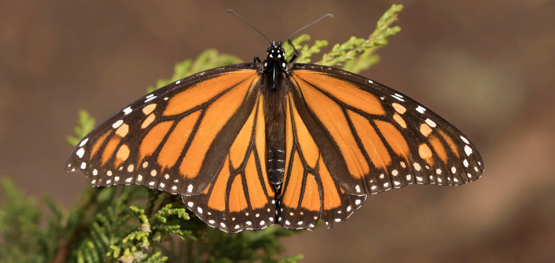Monarch Butterflies Are They Endangered Or Stable