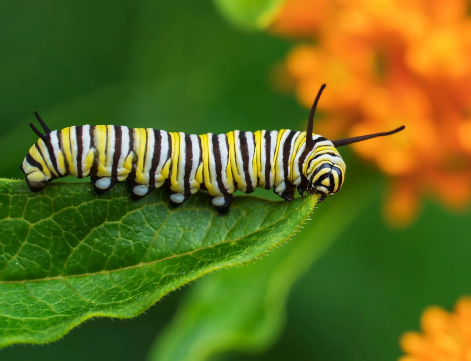 Monarch Butterfly Life Cycle Caterpillar Migration Endangered Facts Britannica