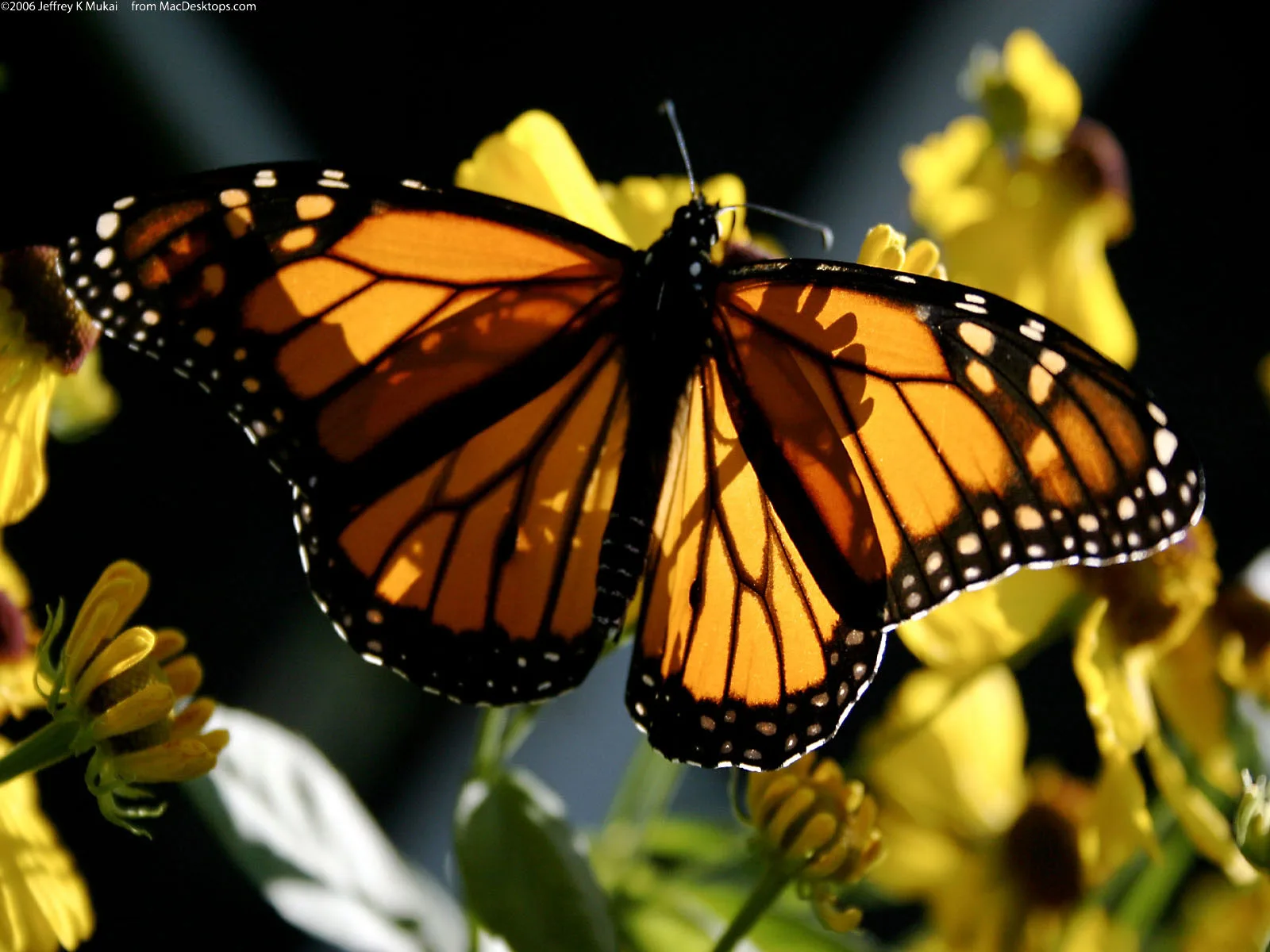 Monarch Wallpaper High Definition High Quality Widescreen