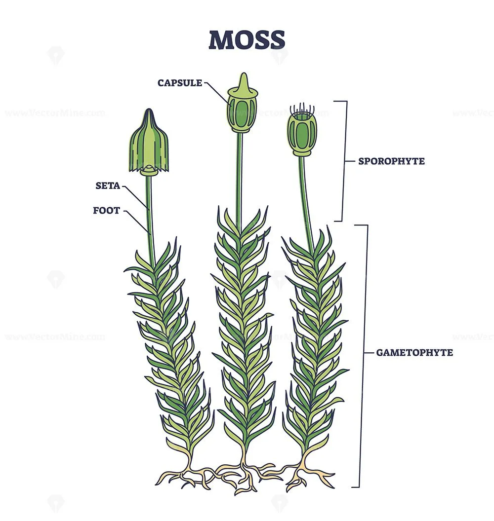Moss Biological Anatomy With Plant Structure And Parts Outline Diagram Plant Structure