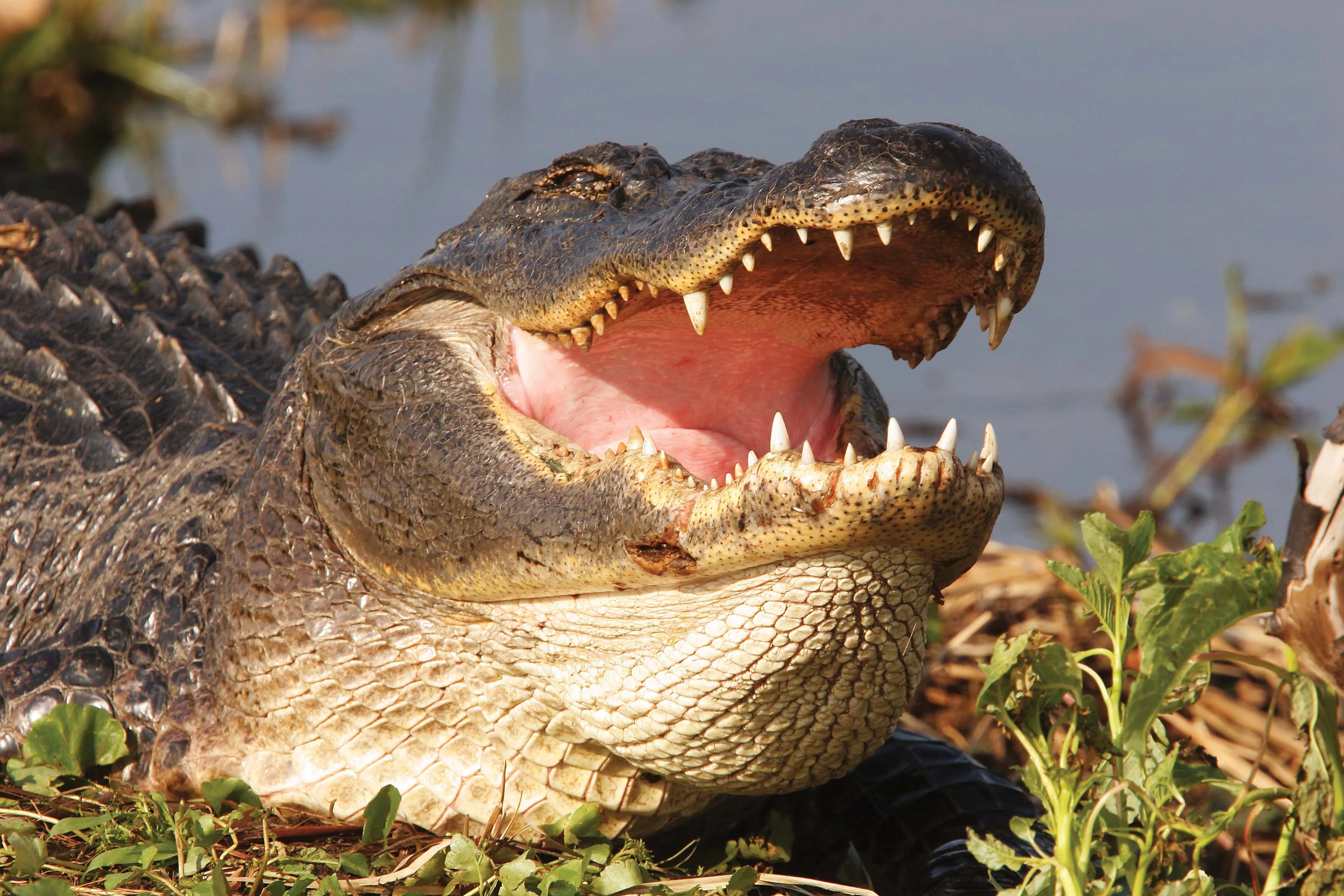 Most Viewed Gator Wallpapers 4K Wallpapers