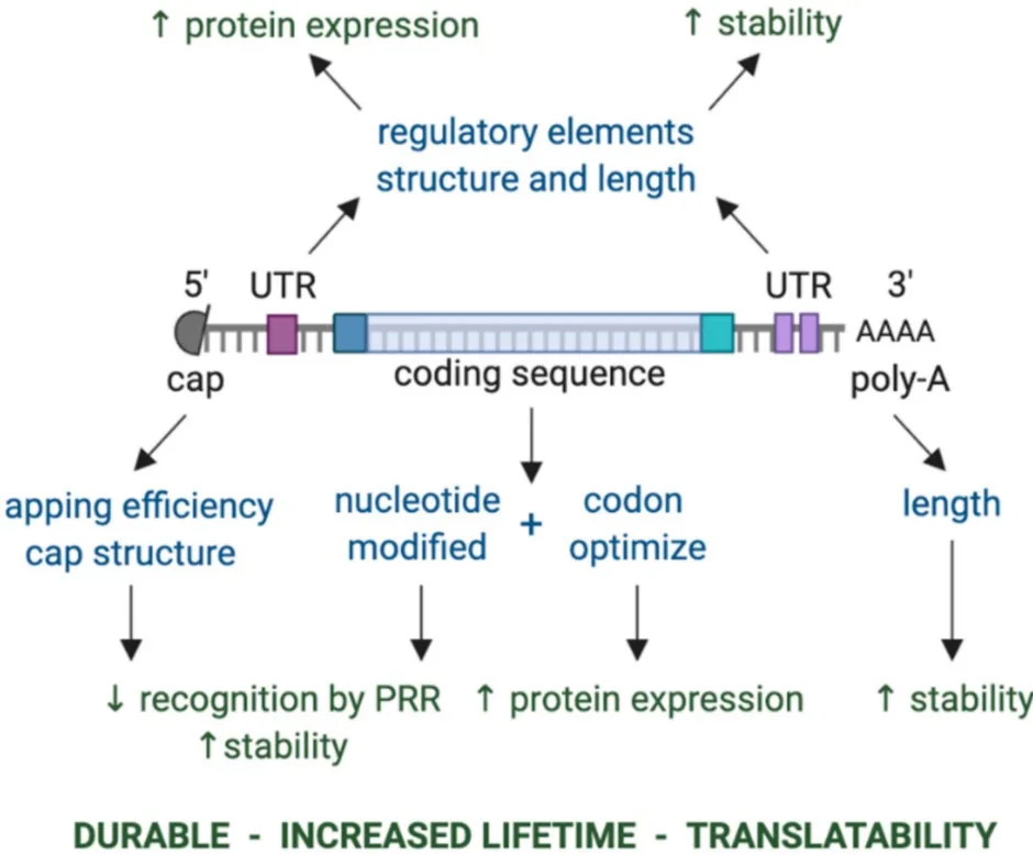Mrna Structure