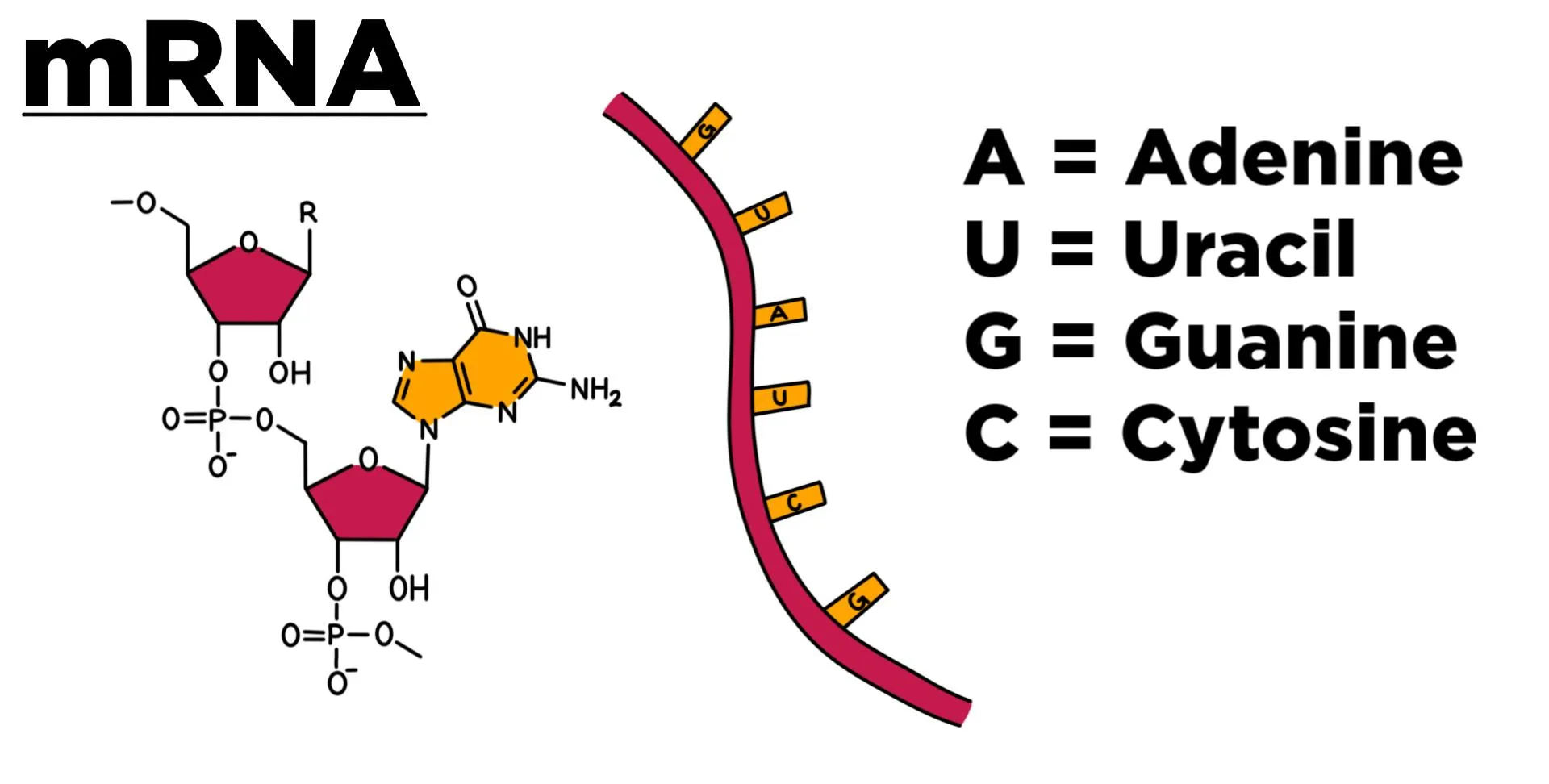 Mrna Structure And Function