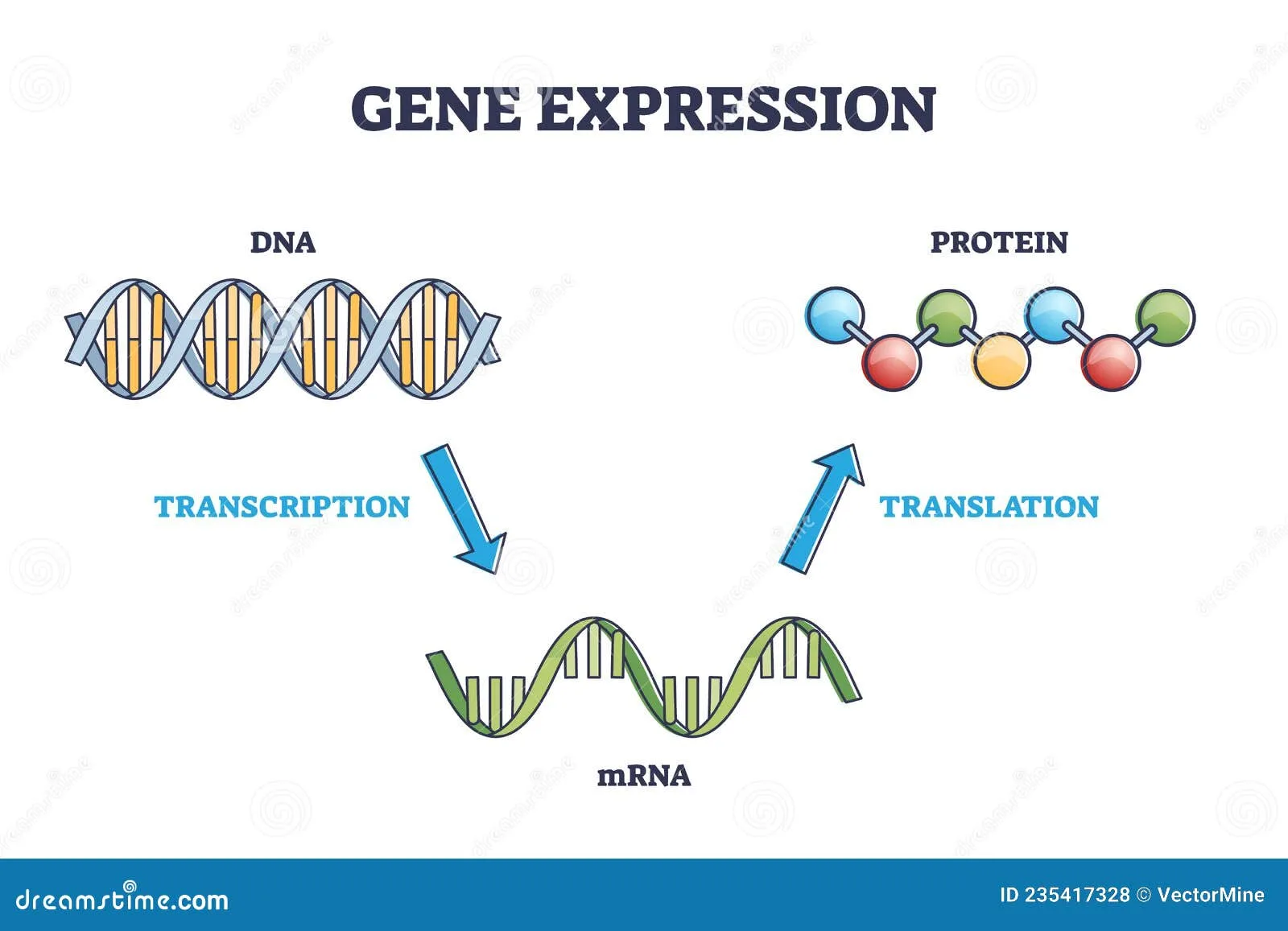 Mrna Transcription Diagram