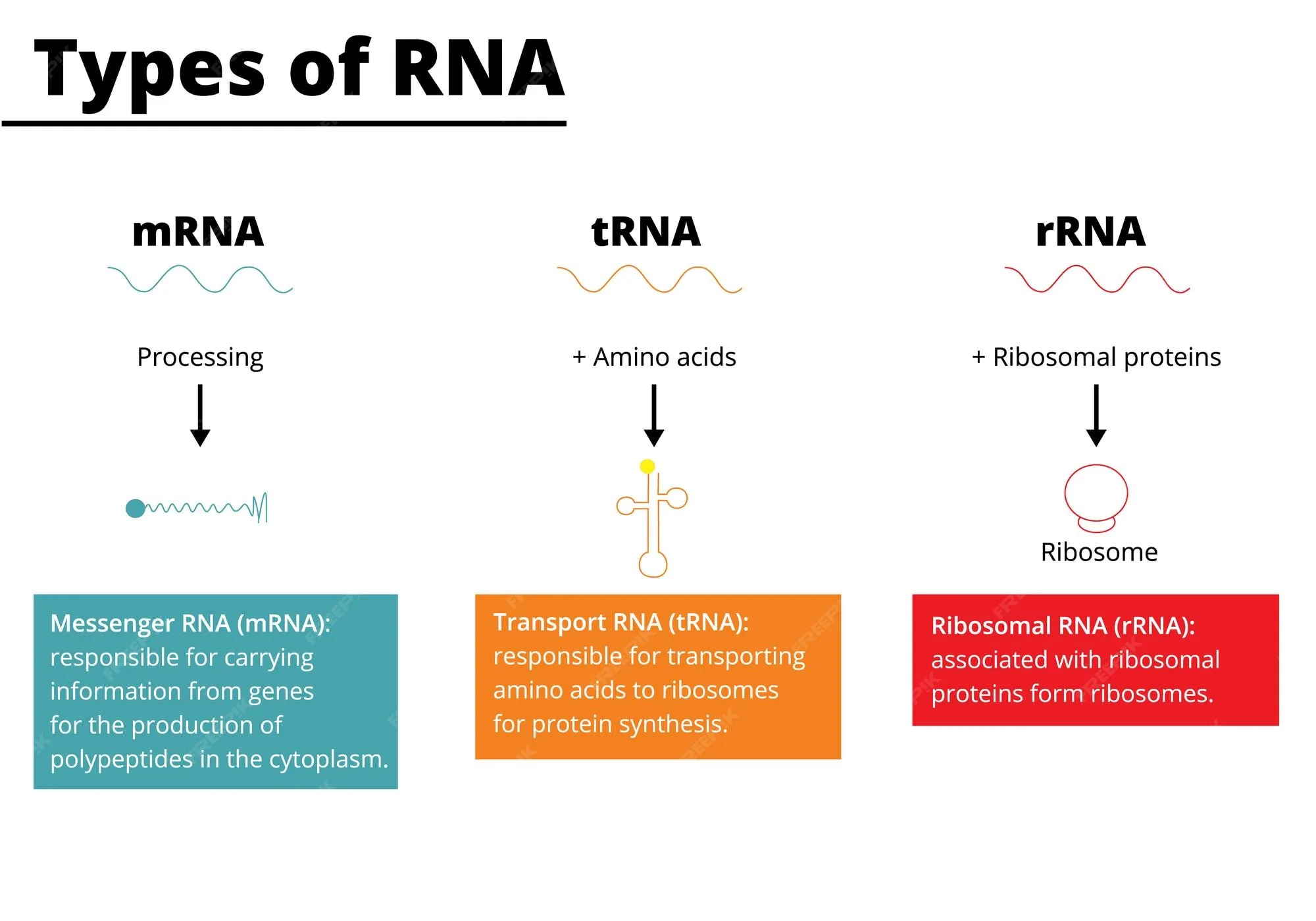 Mrna Trna Rrna Structure