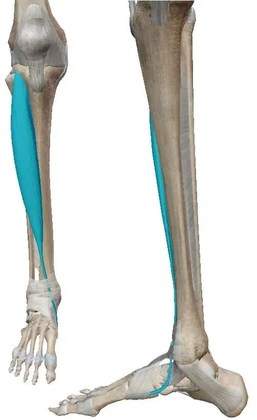 Músculos De La Pierna 1 Guía Anatómica Avanzada