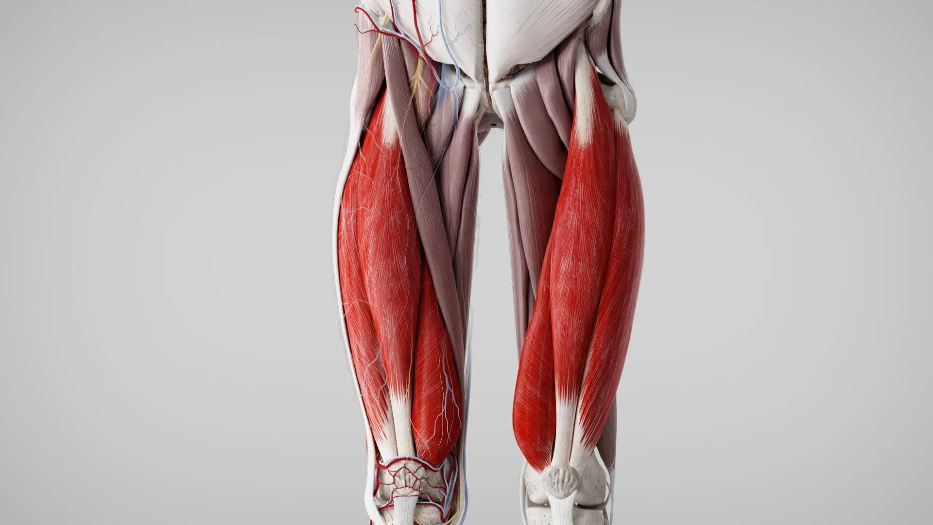 Musculus Quadriceps Femoris Doccheck
