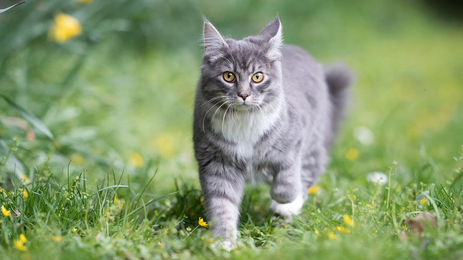 My 50 Cent Hack Will Stop Your Neighbor S Cat Soiling Your Yard Without Upsetting Any Animals