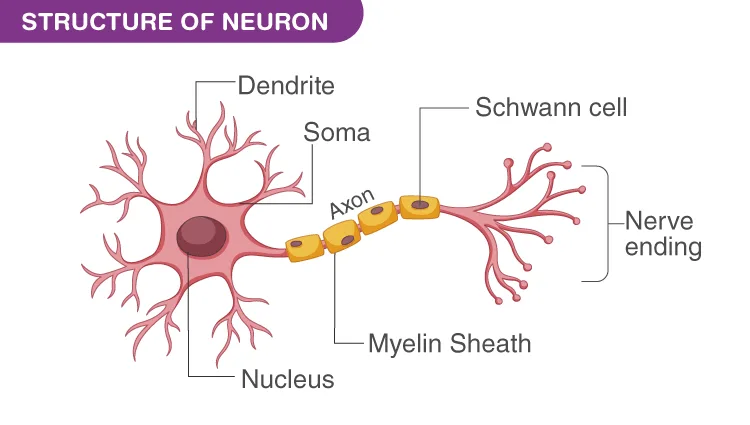 Name And Function Nerve On A Diagram Nerve Function Chart