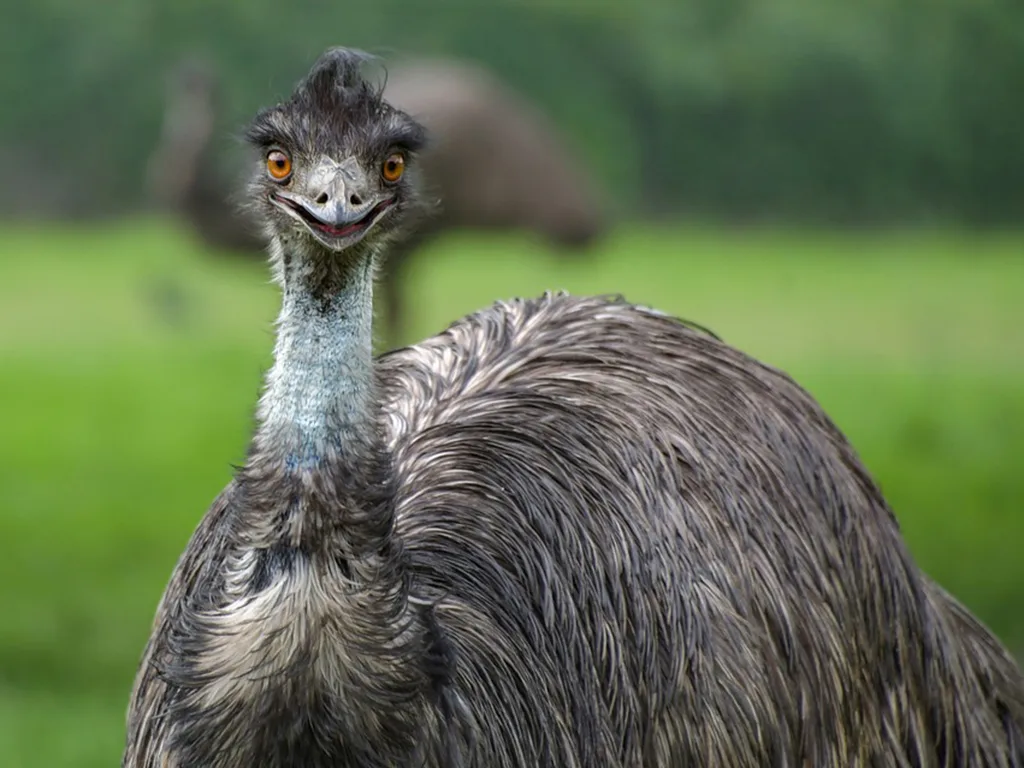 Name That Emu The East Hampton Star