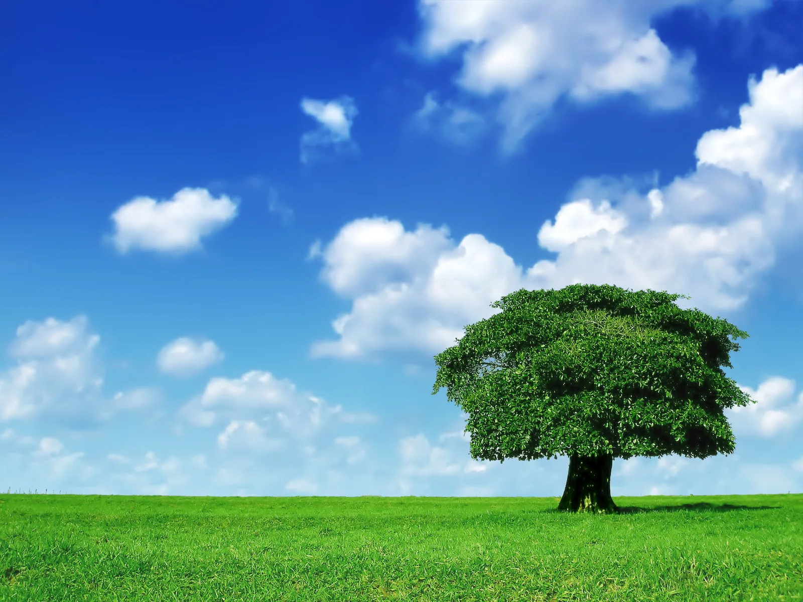 Natural Tree Solutions Canmore Tree Care Services 403 688 1406