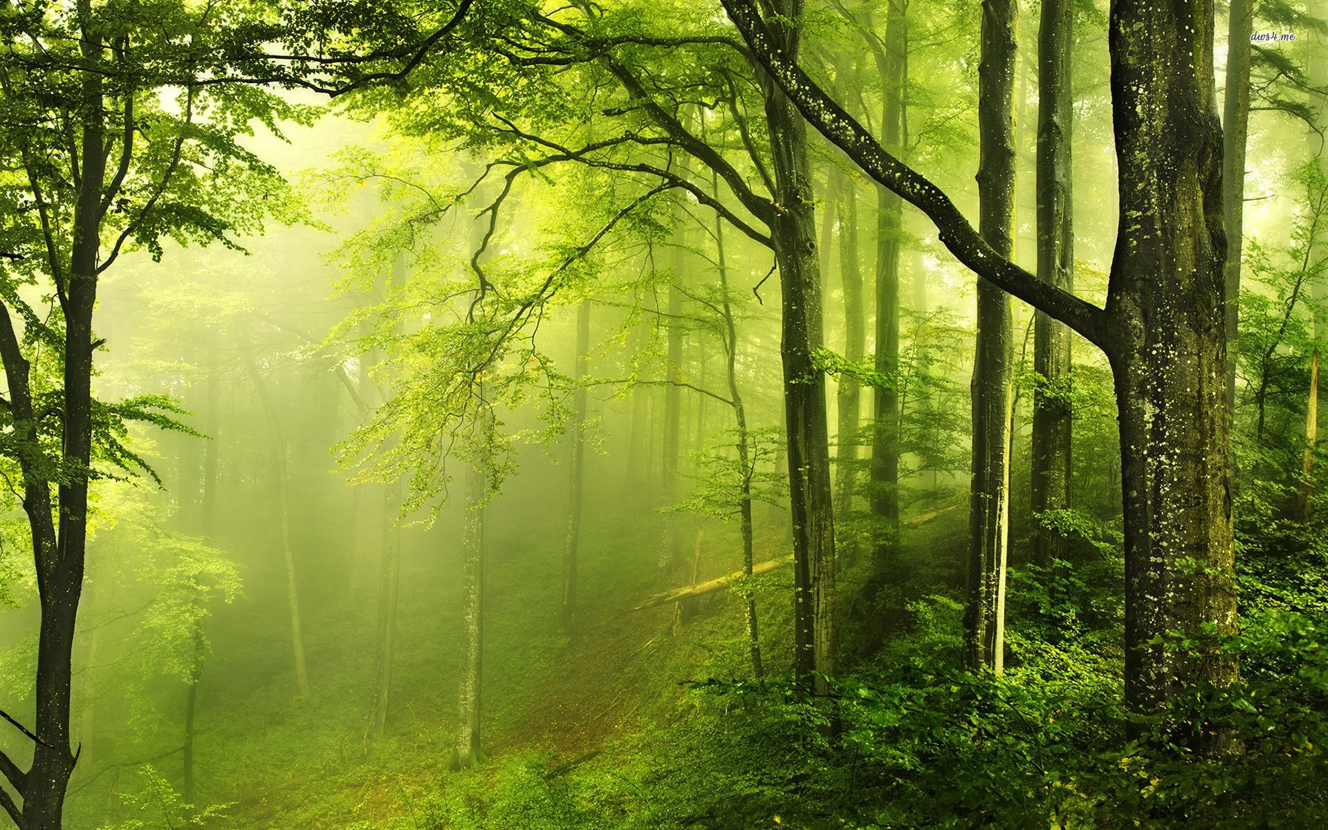 Nature Forest Wallpaper Hd 25781 Baltana