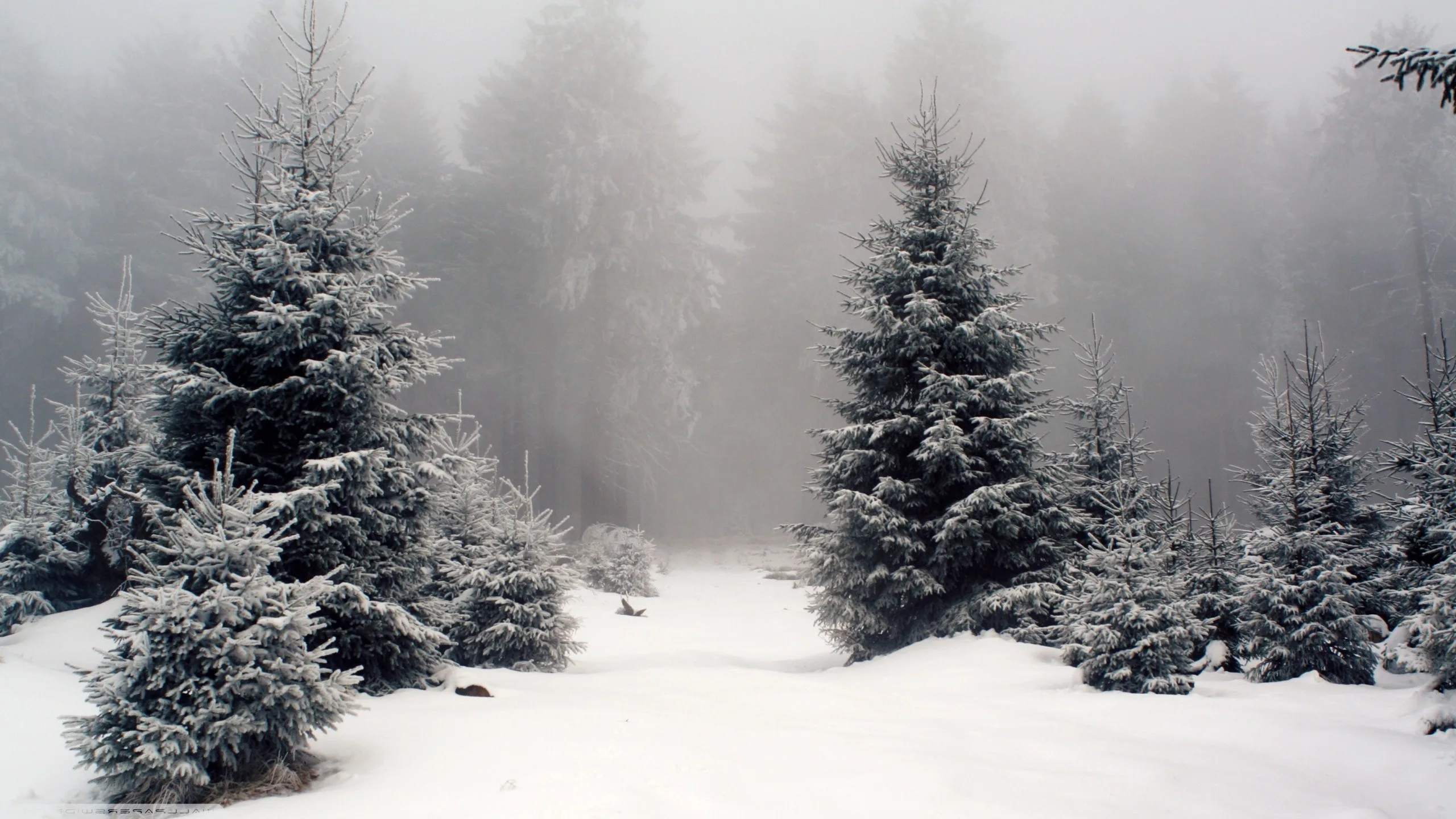 Nature Landscape Snow Forest Wallpapers Hd Desktop And Mobile Backgrounds