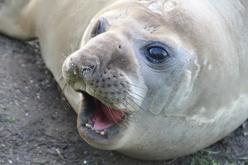 Neil The Seal S Growing Internet Fame Sparks Warning From Biologists For People To Keep Their