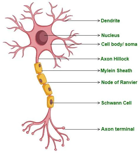 Nerve Cell Diagram Function Blausen Commons