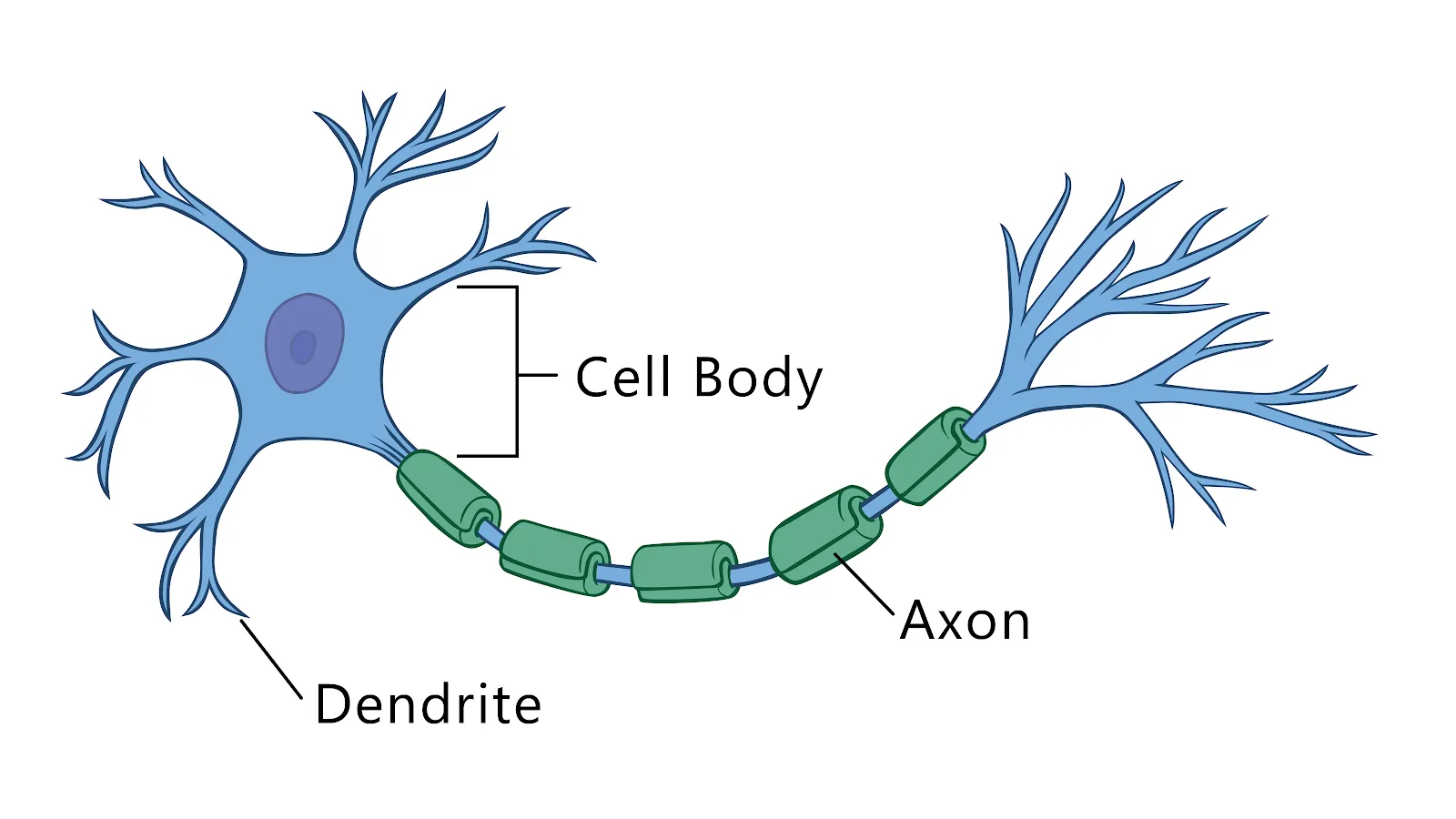 Nerve Cell Diagram With Labelling
