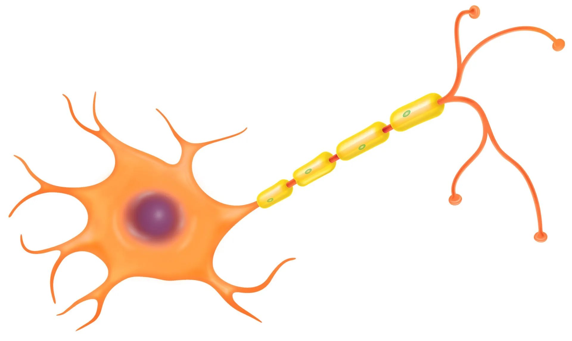 Nerve Cell Diagram With Parts Nervous System