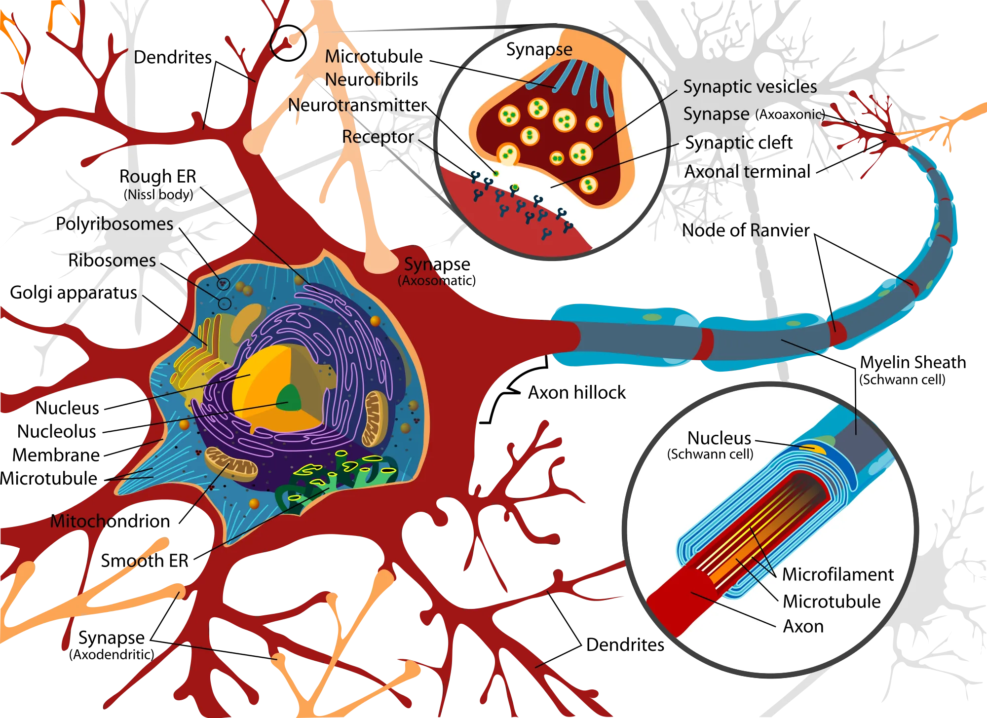 Nerve Labeled Diagram