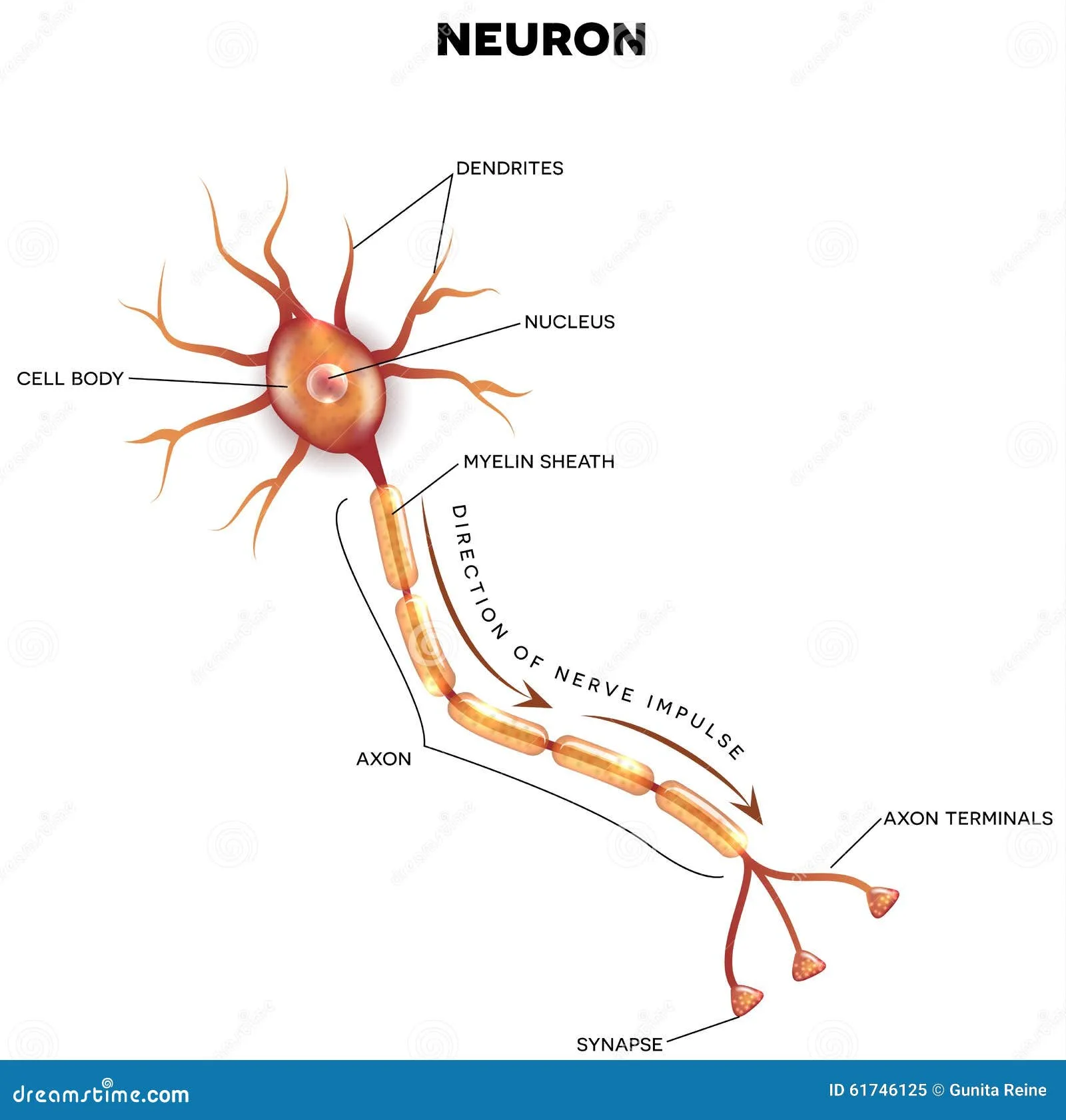 Nerve Labelled Diagram