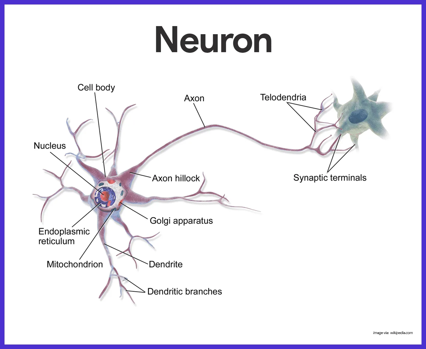 Nervous System Anatomy And Physiology Nurseslabs Nervous System Anatomy Anatomy And