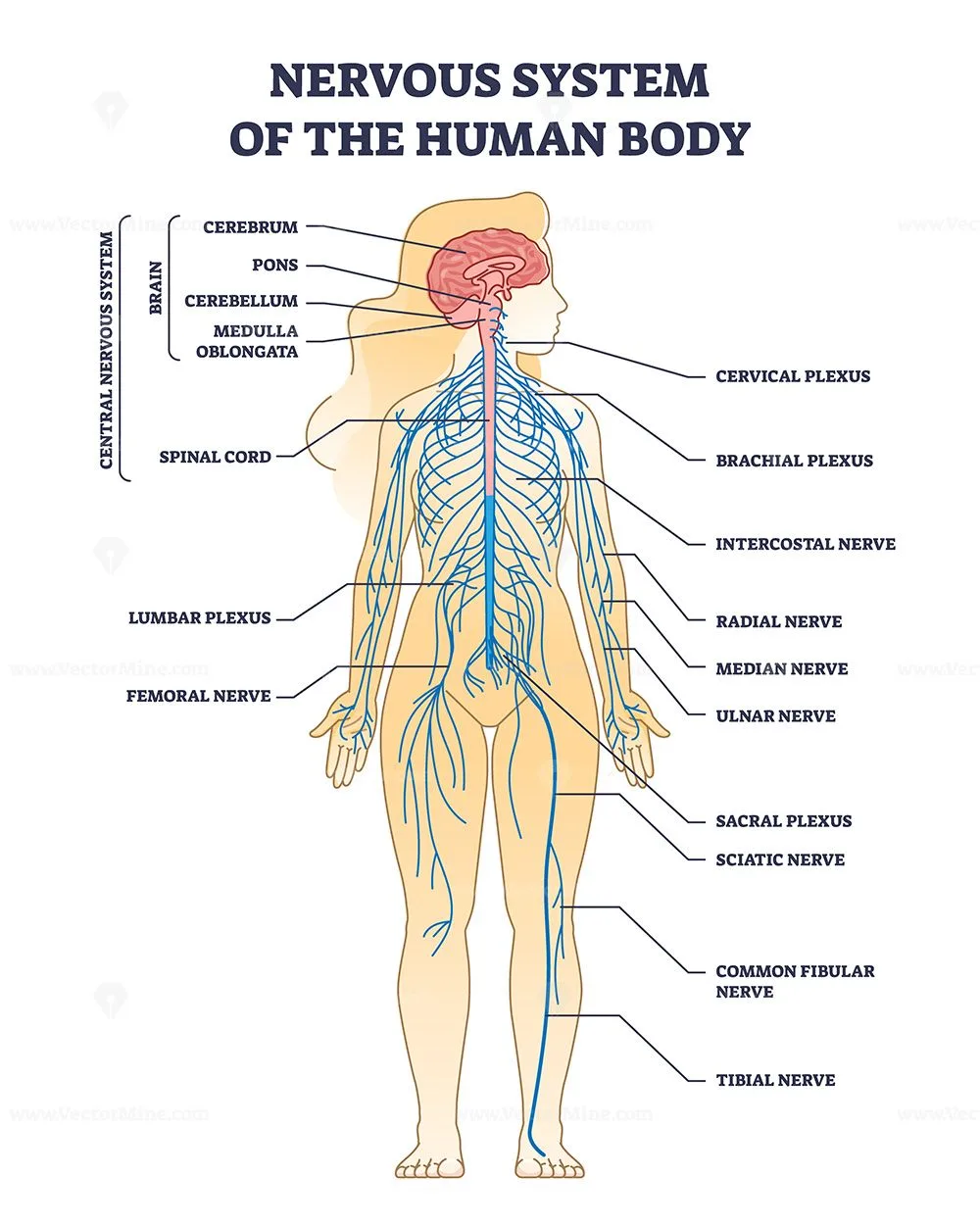 Nervous System Of Human Body With Nerve Network Anatomy Outline Diagram Labeled Educational