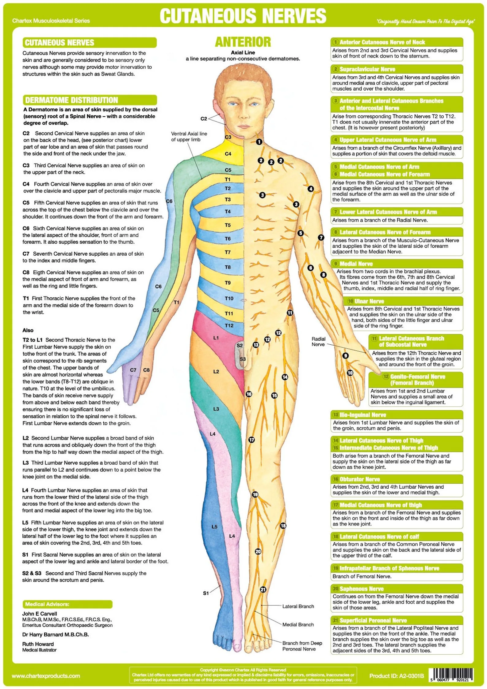 Nervous System Posters Human Anatomy Charts Etsy Nerve Anatomy Nervous System Anatomy