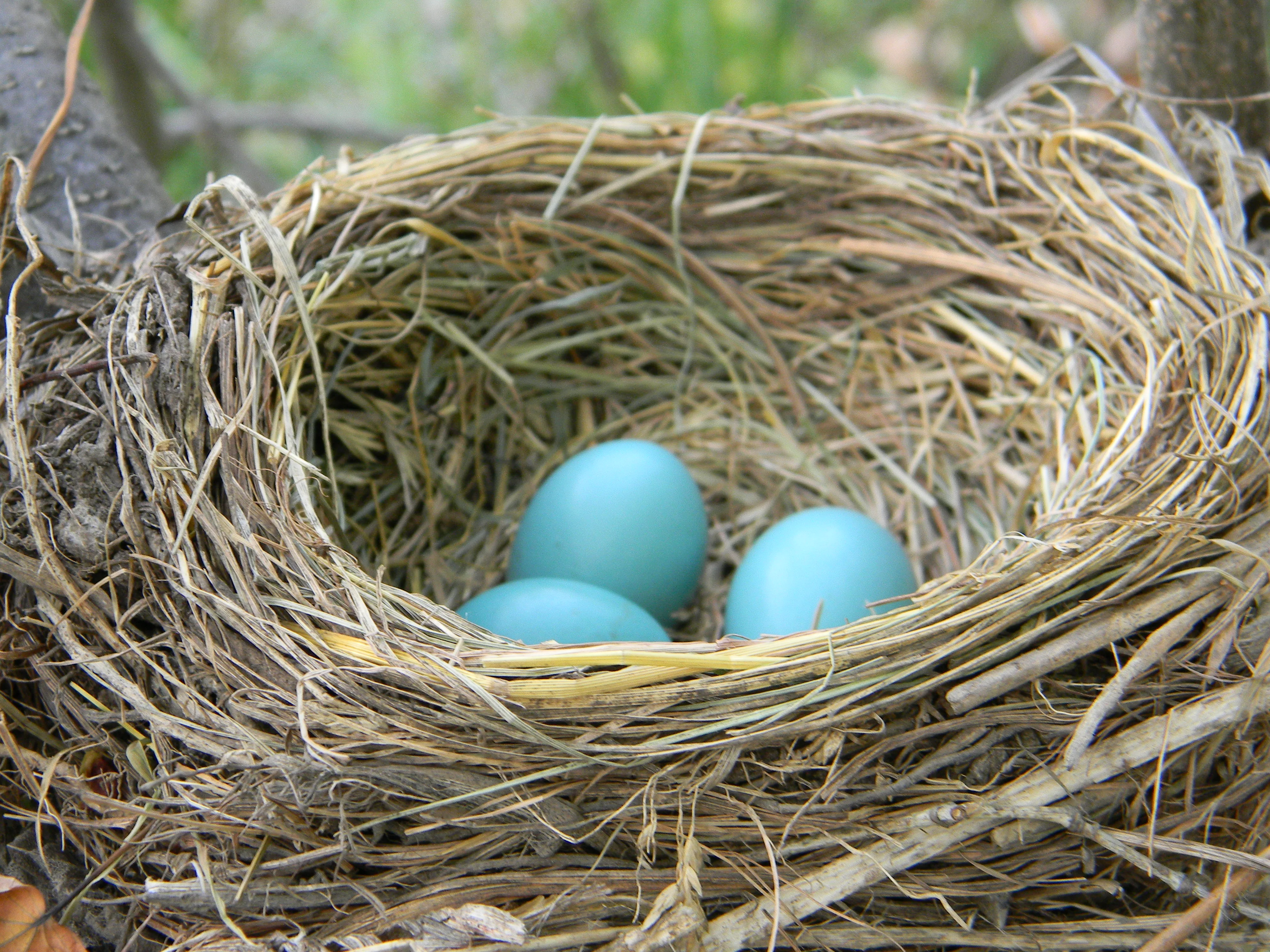 Nest And Egg Identification Resources The Infinite Spider