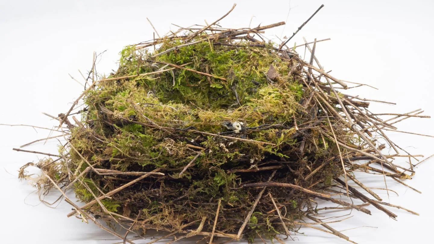 Nest