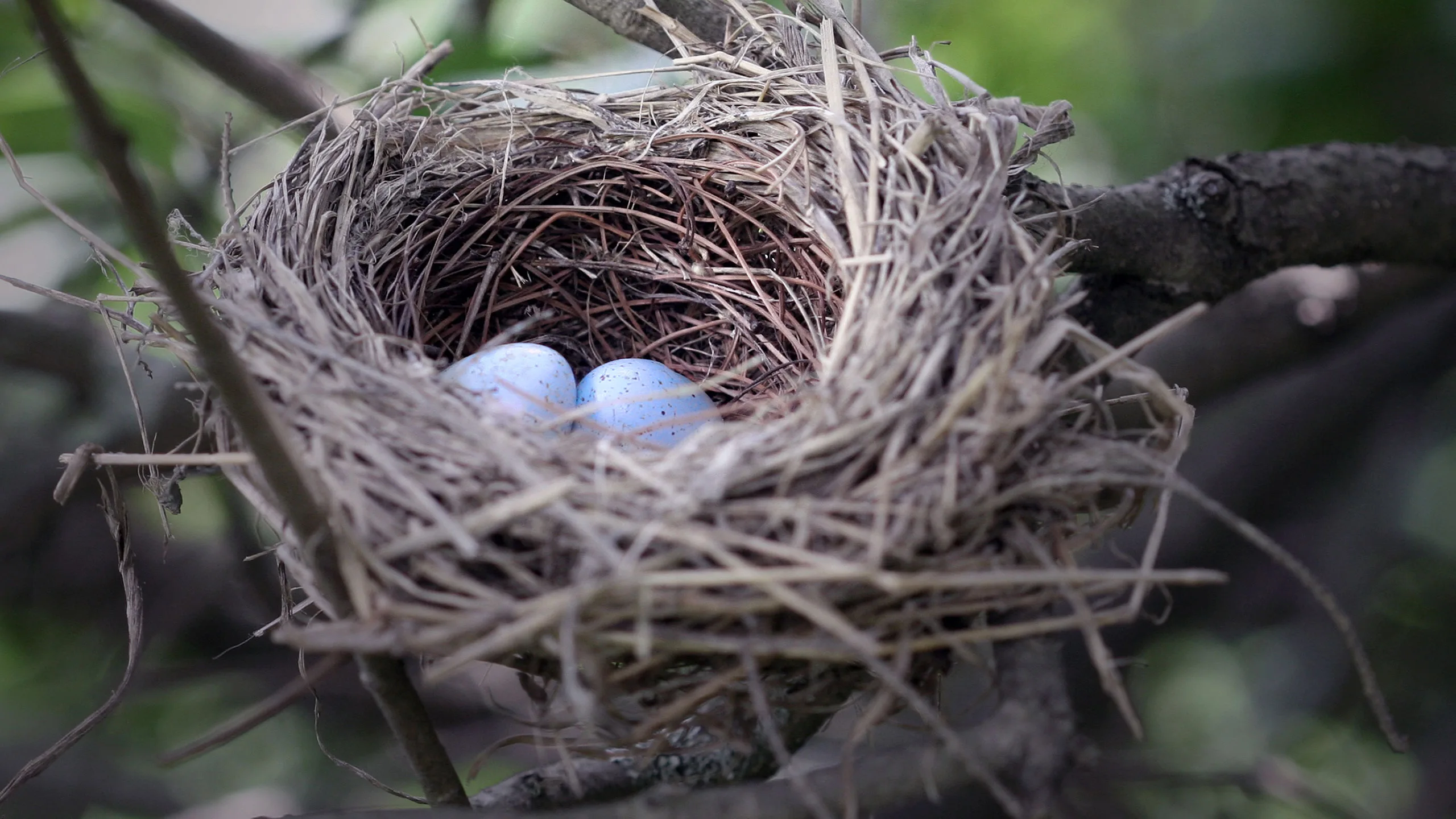Nest