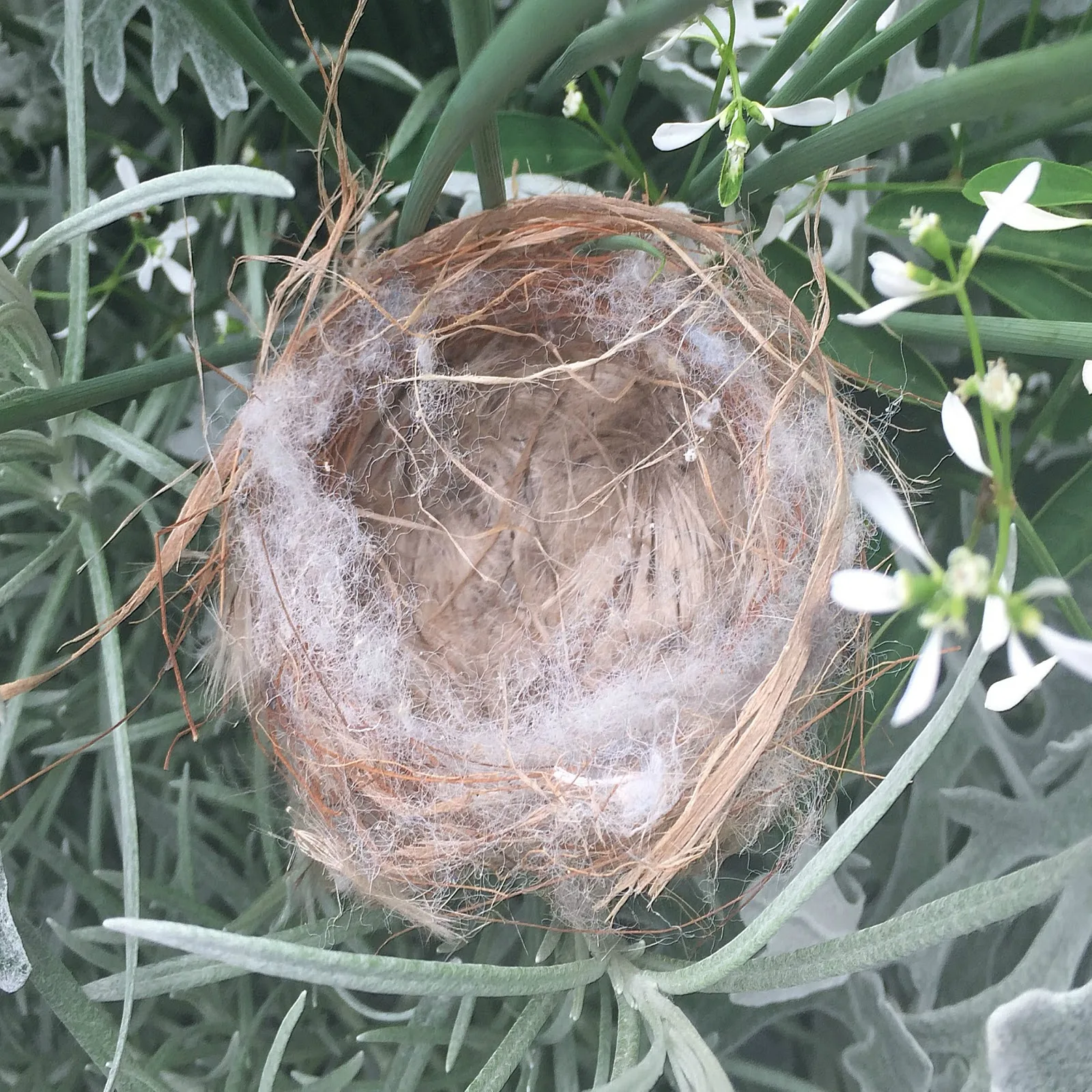 Nest My Blog