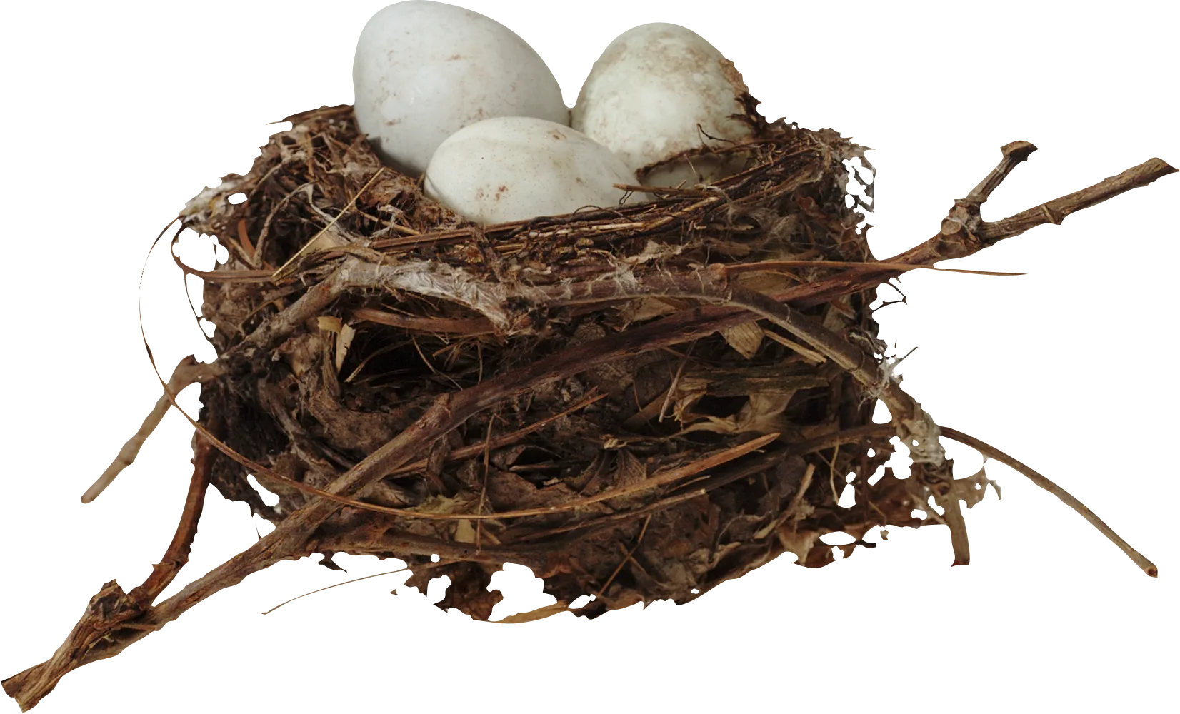 Nest Png