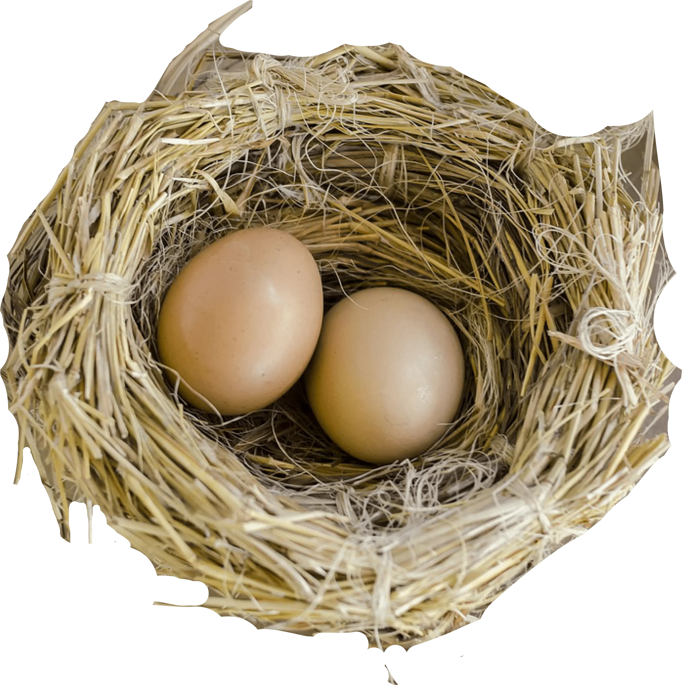 Nest Png