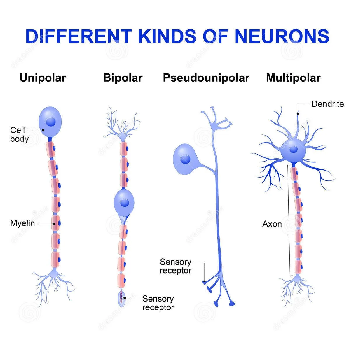 Neuron With Labeled Parts