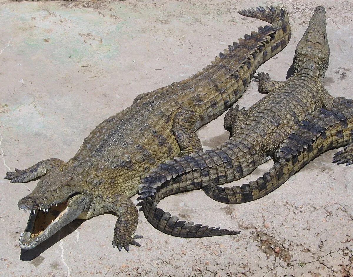 Nile Crocodile Wikipedia
