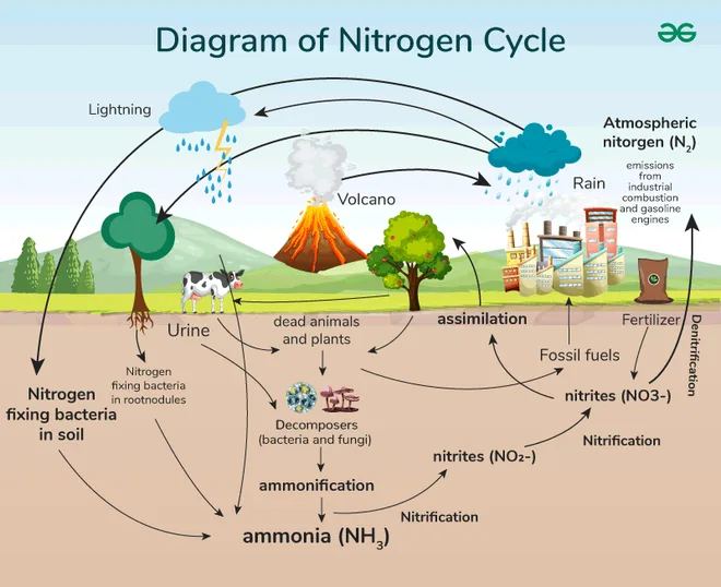 Nitrogen Cycle Diagram Geeksforgeeks