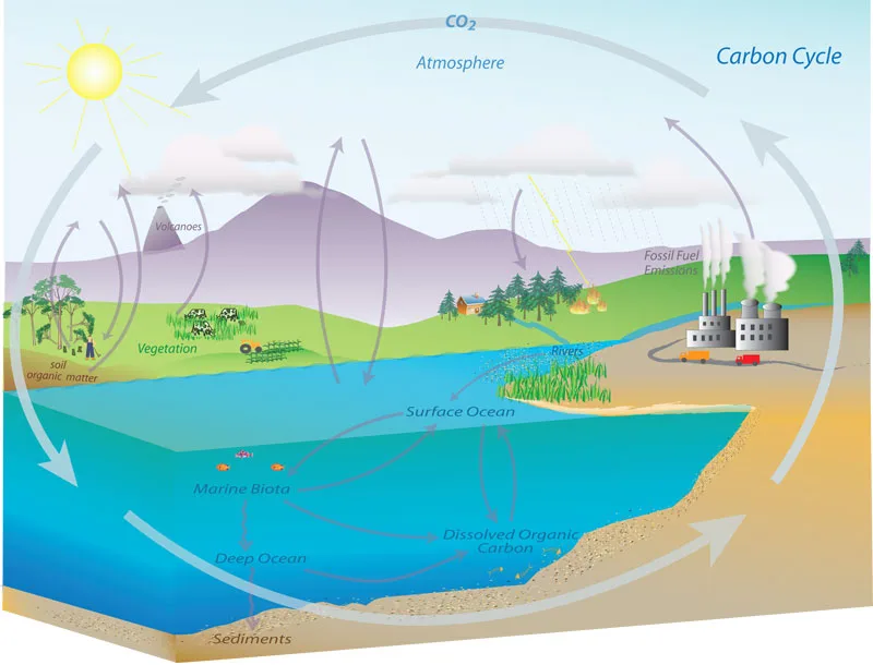 Noaa Education Resources Carbon Cycle Collection