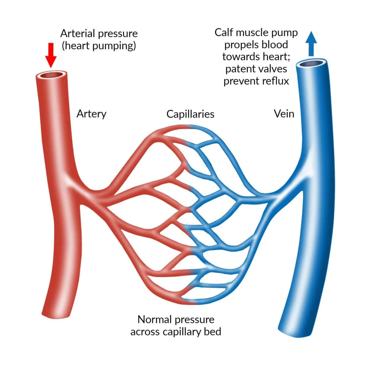Normal Veins Vs Varicose Veins Differences Southwest Veins