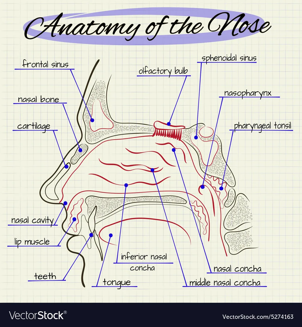 Nose Anatomy
