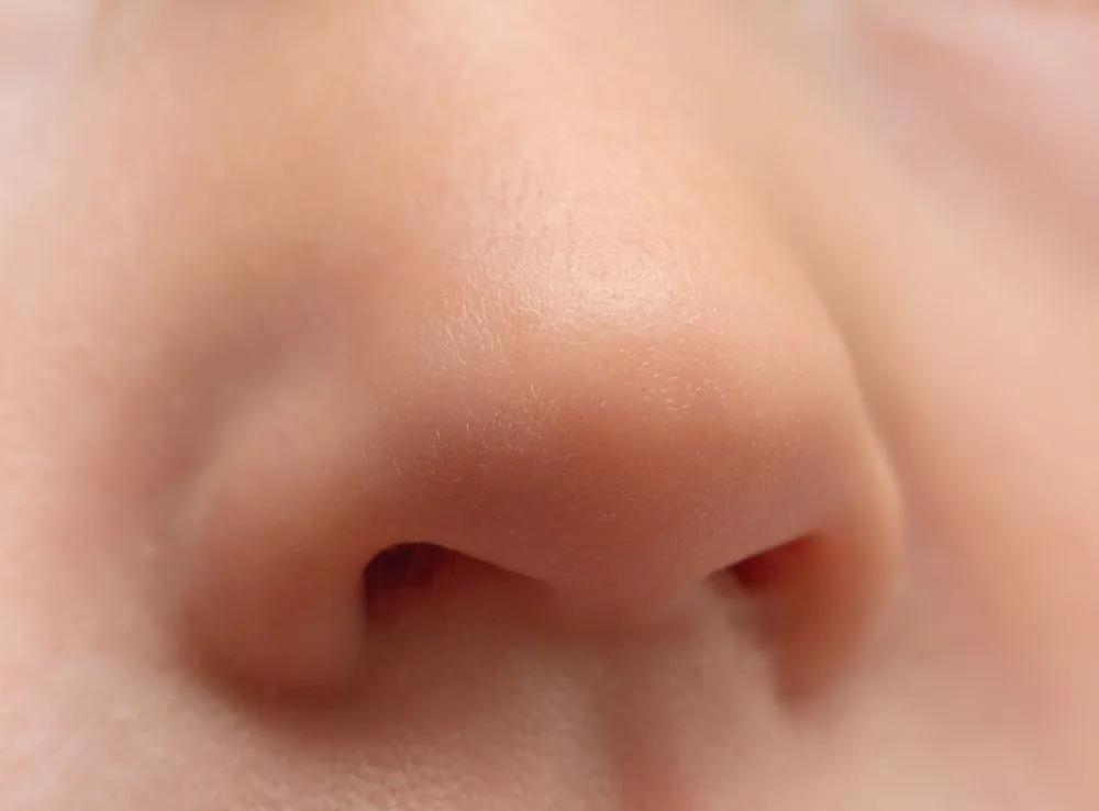 Nose Facts Function Diseases Live Science