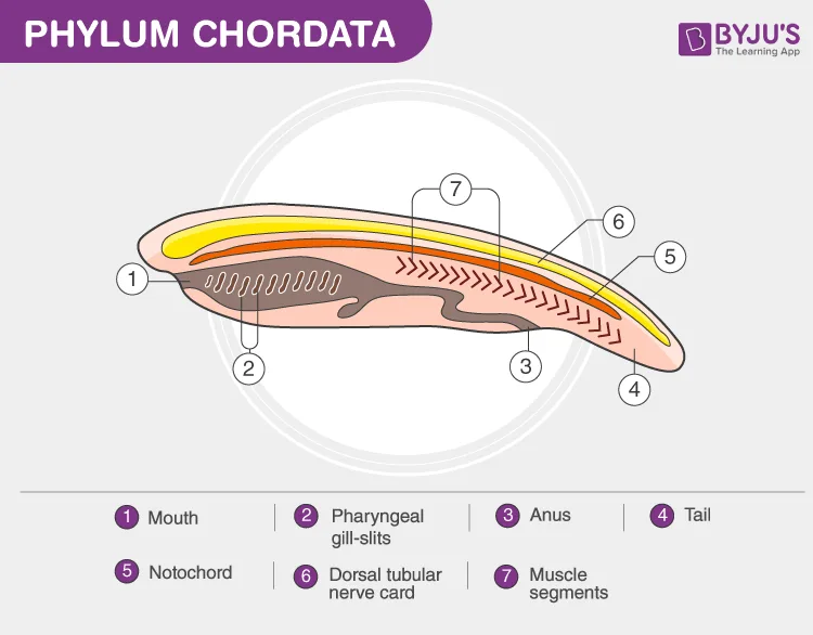 Notochord Diagram And Features