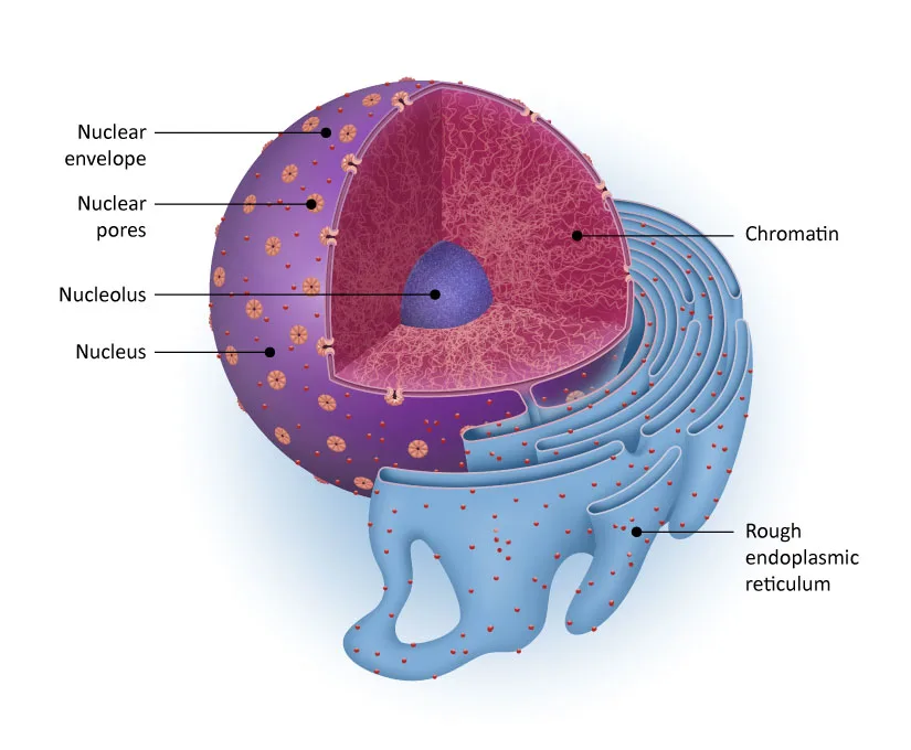 Nucleus Genetex