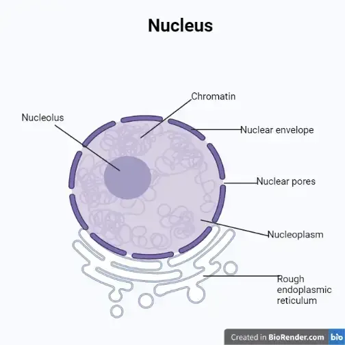Nucleus Structure And Functions Microbe Online