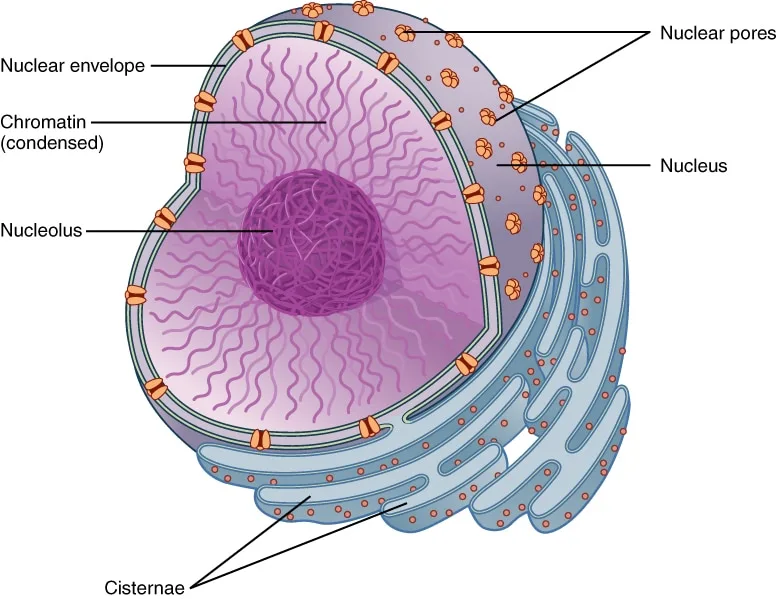 Nucleus Structure Function Teachmephysiology