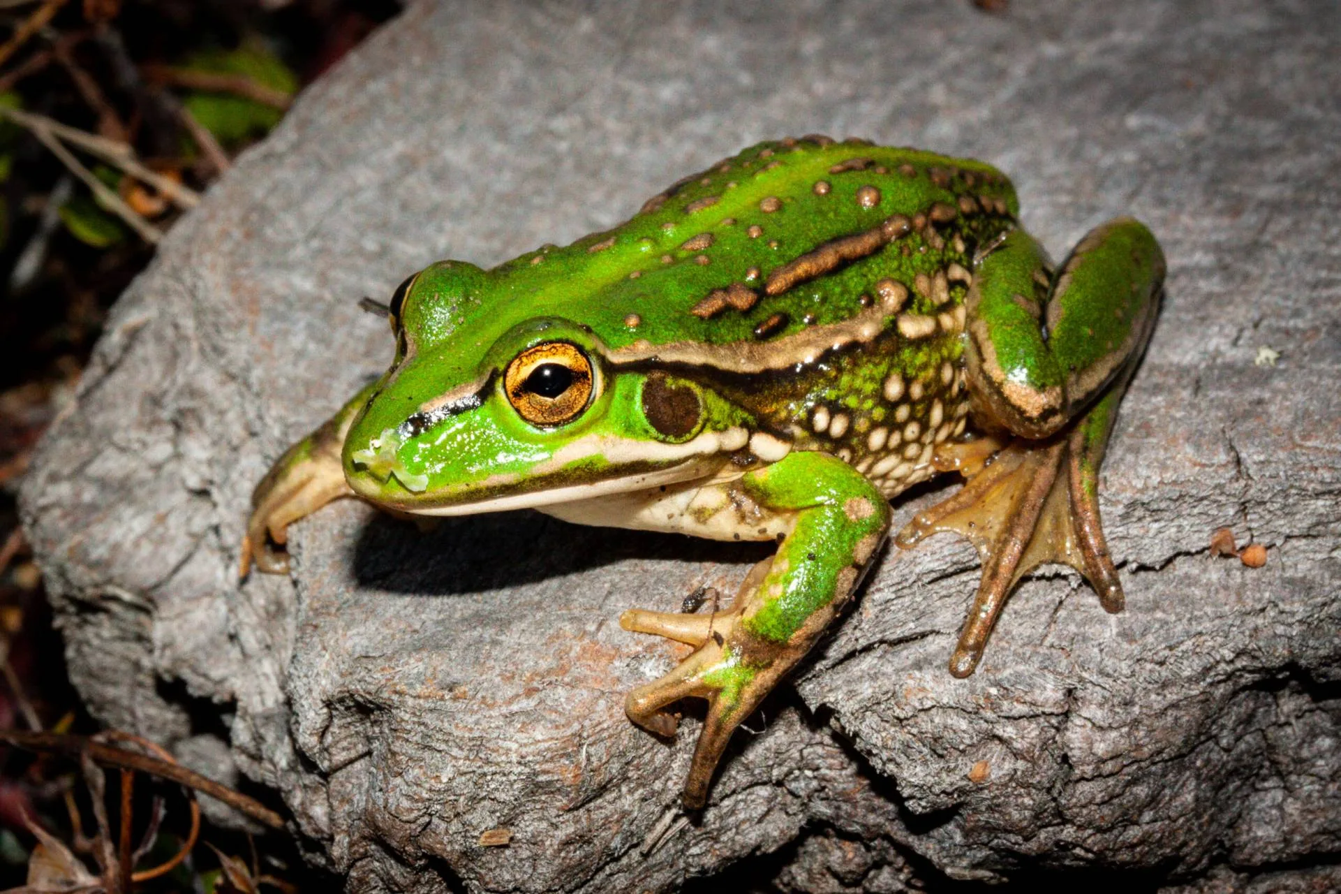 Nzfrogs Information And Resources On Frog Conservation