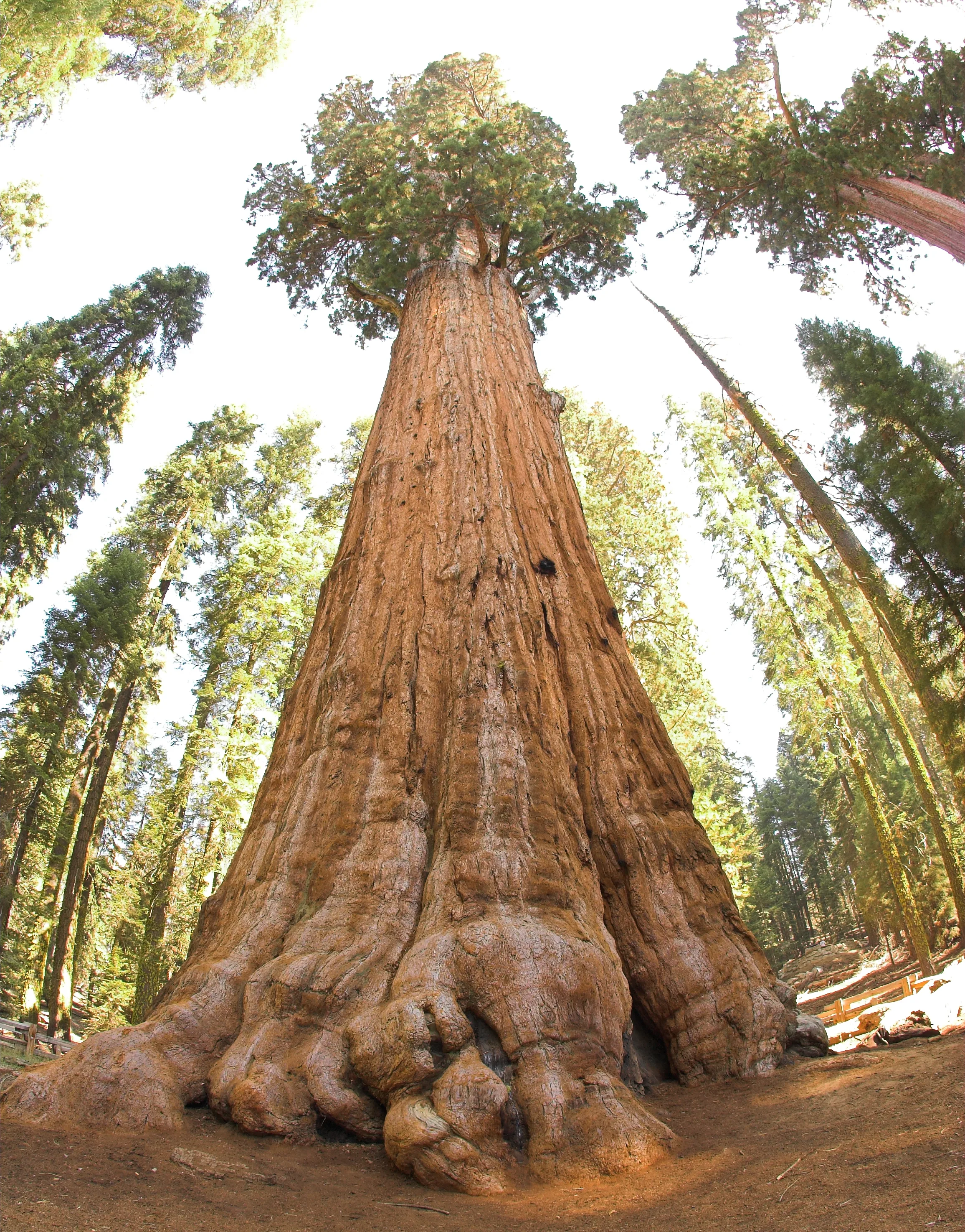 Oh Forget World S Largest Tree