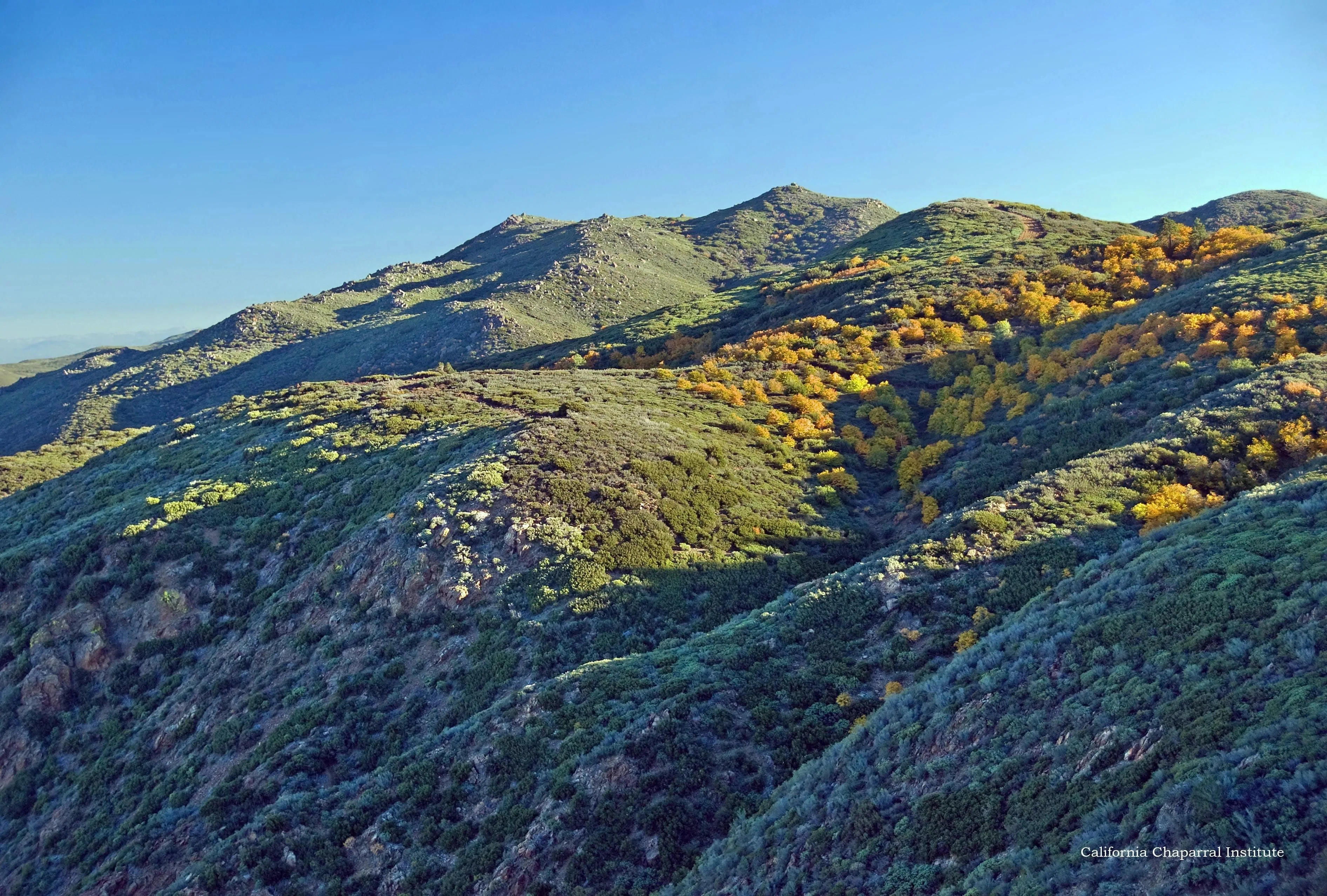 Old Growth Chaparral